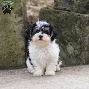 Brodie, Maltipoo Puppy